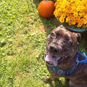 Karen, Pit Bull Terrier, adult, available for adoption