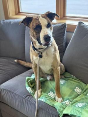 A brown and white dog sitting on a green blanket on a gray couch.