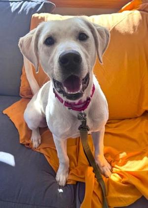 Gourdie, Labrador Retriever / Mixed Breed, puppy, available for adoption