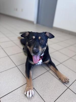 Bagel, Mixed Breed, young, available for adoption