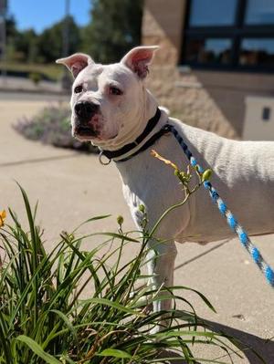 Sweet Pea, Mixed Breed, adult, available for adoption