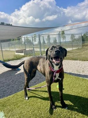 Kinzie, Mixed Breed, adult, available for adoption