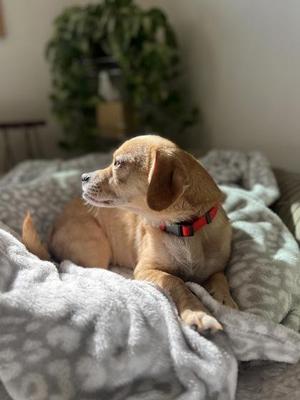 Simon, Mixed Breed, adult, available for adoption