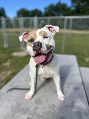 A white and brown dog with floppy ears and a red collar is sitting on a concrete surface, smiling with its tongue out. The background shows a grassy area and a fence.
