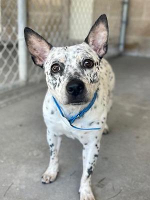 A white dog with black spots and large ears, wearing a blue collar, standing on a concrete surface.
