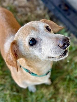 Jerry, Mixed Breed, senior, available for adoption