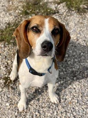Lelo, Beagle / Mixed Breed, adult, available for adoption