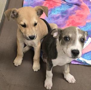 jack field puppy2, Labrador Retriever, young, available for adoption