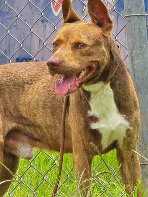Simba, Pit Bull Terrier, young, available for adoption