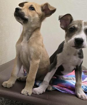 jack field puppy1, Labrador Retriever, young, available for adoption