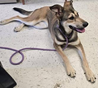 A dog lying on a tiled floor with a purple leash attached to its collar.