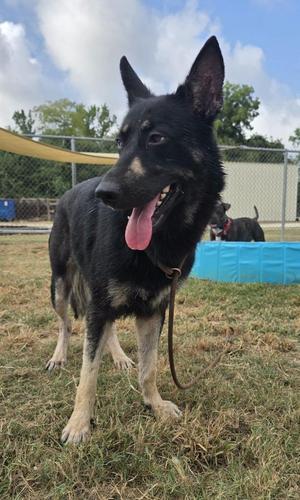 Layla, German Shepherd Dog, young, available for adoption