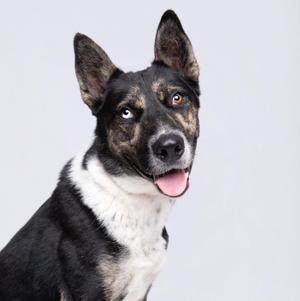 A black and white dog with pointed ears and a pink tongue, looking directly at the camera against a plain background.