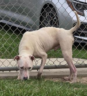 Jumper, Pit Bull Terrier, adult, available for adoption