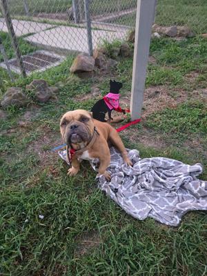 A brown bulldog wearing a pink harness sits on a blanket in a grassy area, with a smaller black dog wearing a pink outfit standing behind it.