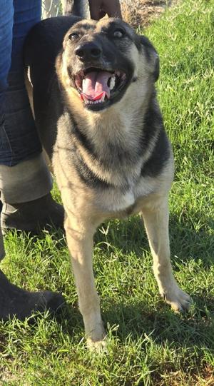Mia, German Shepherd Dog, young, available for adoption