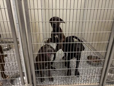 Ben, Labrador Retriever, young, available for adoption