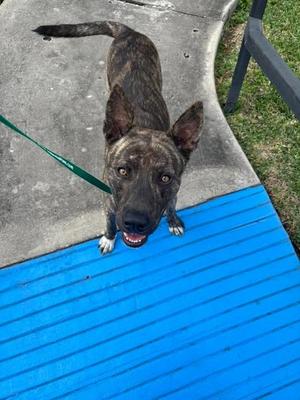 Jasper, German Shepherd Dog, young, available for adoption