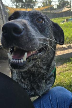 a black and white dog with a green collar sitting on a person's lap