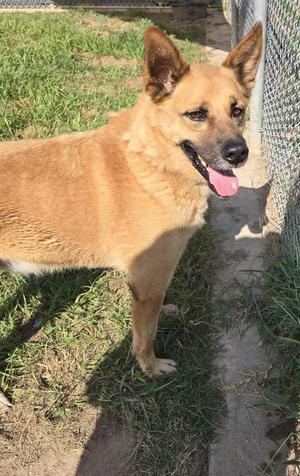 Koda, Labrador Retriever, young, available for adoption