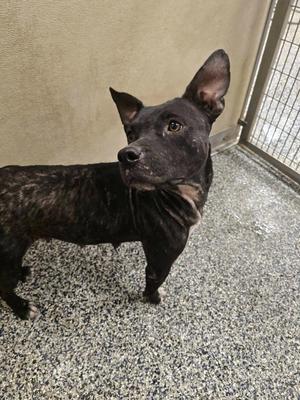 Annie, Pit Bull Terrier, young, available for adoption