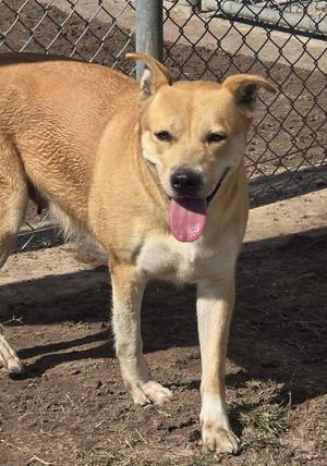 Zelda, Labrador Retriever, young, available for adoption