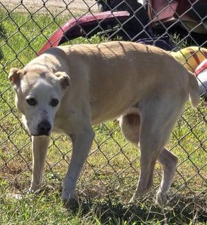 A light-colored dog standing behind a chain-link fence, looking towards the camera.