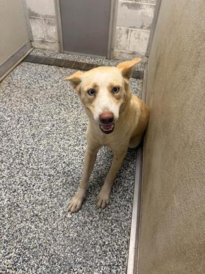 A light-colored dog sitting on a speckled floor, looking up with its mouth open.