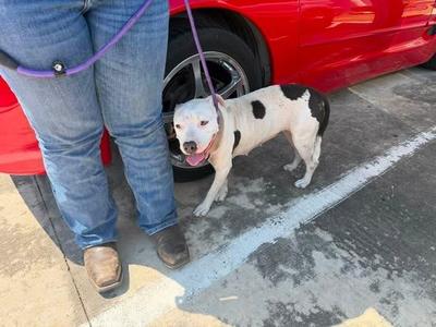 Winter, Pit Bull Terrier, young, available for adoption