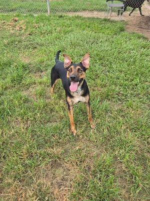A black and brown dog with perked ears and a pink tongue standing on grass.