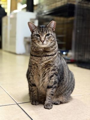 Spike, adult, available for adoption