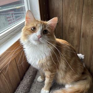 Roadie, adult, available for adoption