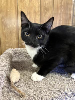 Amor, kitten, available for adoption