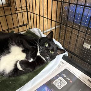 Oreo, adult, available for adoption