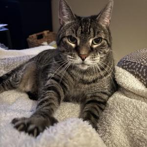Toni, senior, available for adoption