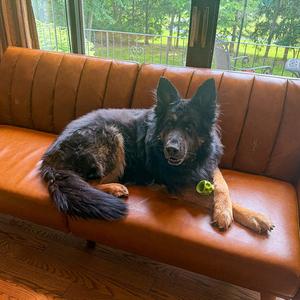 Rocco, German Shepherd Dog, adult, available for adoption