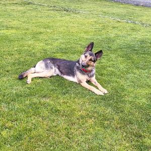Klara, German Shepherd Dog, young, available for adoption