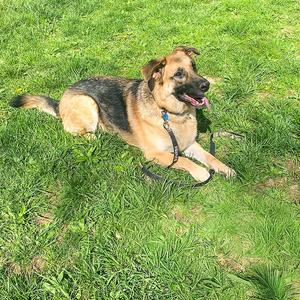 Maya, German Shepherd Dog, adult, available for adoption