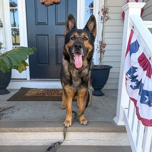 Rambo, German Shepherd Dog, adult, available for adoption