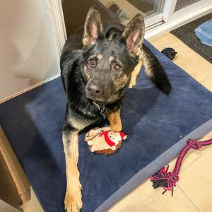 Vader, German Shepherd Dog, adult, available for adoption