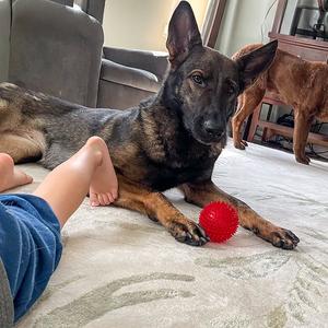 Kota, German Shepherd Dog, adult, available for adoption