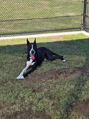 A black and white dog lying on the grass with its tongue out, in front of a chain-link fence.