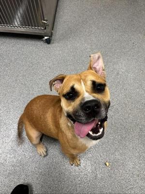 Jax, Boxer / Terrier, adult, available for adoption