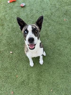 A black and white dog with a brindle pattern on its back and ears, sitting on a green artificial turf surface. The dog has a happy expression with its mouth open and tongue out, looking up at the camera. There are a few scattered leaves and a red toy in the background.