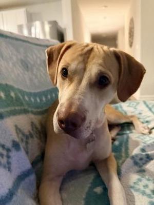 Fox, Retriever / Mixed Breed, adult, available for adoption