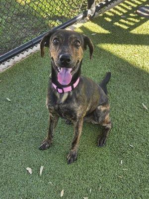 A brindle dog with a pink collar sitting on artificial grass in a fenced area.