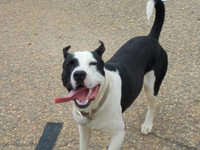 City of Daphne Animal Shelter
