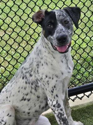 Lavender, Australian Cattle Dog / Blue Heeler / Bluetick Coonhound, adult, available for adoption
