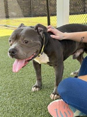 Freddie, American Staffordshire Terrier / Mixed Breed, adult, available for adoption