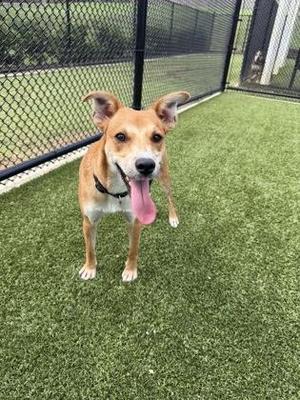 A brown and white dog with floppy ears standing on green artificial turf, with its tongue out and looking at the camera.